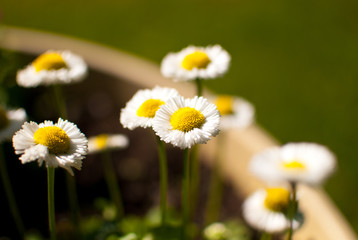 Gänseblümchen © brauma_at