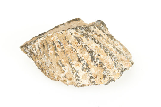 Very old fossil of a shell