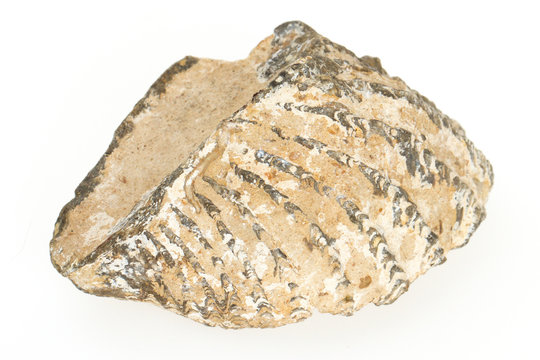 Very old fossil of a shell