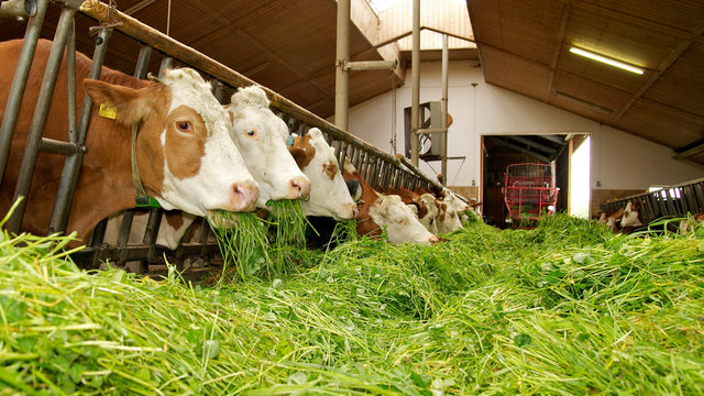 K&uuml;he mit frischem Gras im Kuhstall