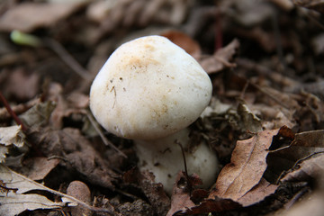 Champignon