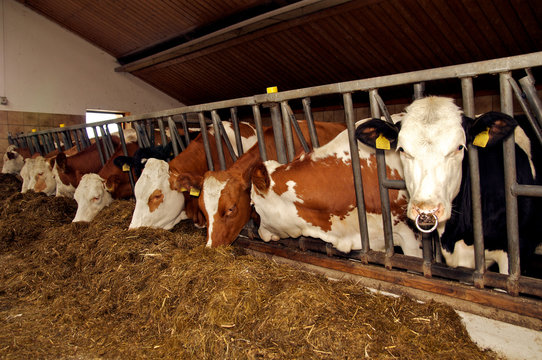 K&uuml;he im Kuhstall bei der F&uuml;tterung