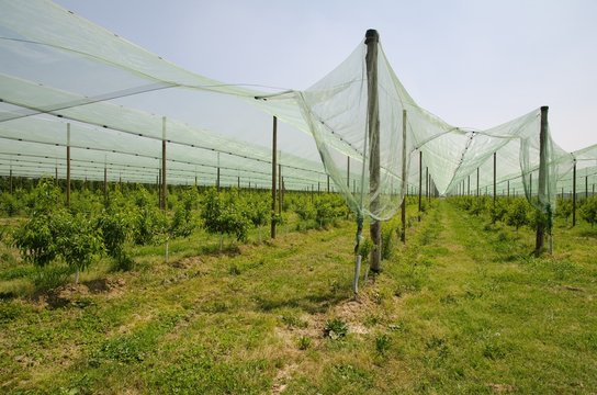 Frutteto con piante di Pesco