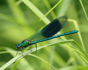 Obraz premium isolated blue winged dragonfly on grass