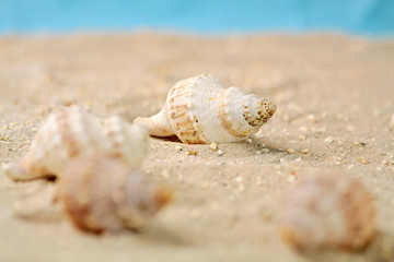 Fototapeta na wymiar Meeresschnecken im Sand