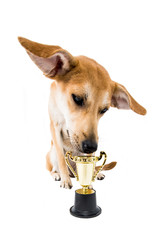 Hund mit Pokal