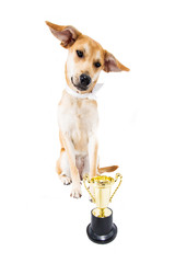 Hund mit Pokal