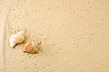 Meeresschnecken im Sand