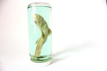 Fototapeta premium Baby Shark