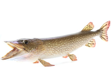 Mounted Northern Pike