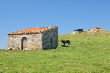 Obraz premium Pasturage