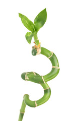 Obraz premium beautiful green bamboo isolated on white