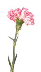 Beautiful carnation isolated on white