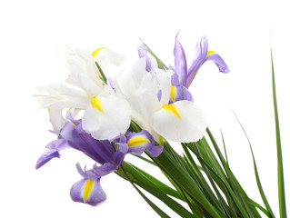 Beautiful bright irises isolated on white © Africa Studio