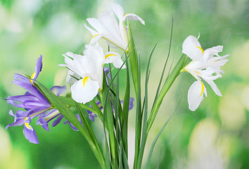 Beautiful bright irises on green background © Africa Studio