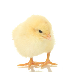 beautiful little chicken isolated on the white