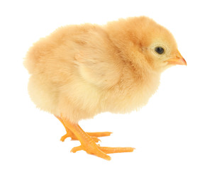 beautiful little chicken isolated on the white