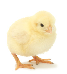 beautiful little chicken isolated on the white