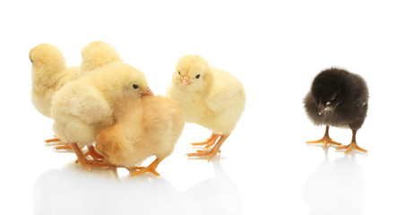 yellow and black little chickens isolated on the white