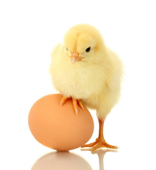 beautiful little chicken and egg isolated on the white