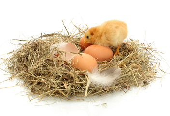 Naklejka na ściany i meble beautiful little chicken, eggs and eggshell in nest, isolated