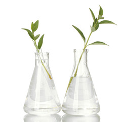Test-tubes with a transparent solution and the plant isolated