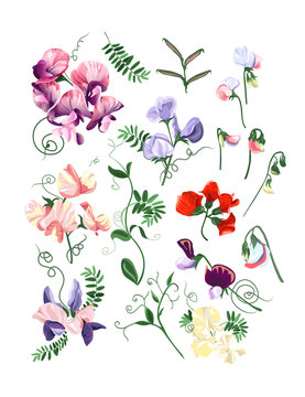 Colorful realistic set of sweet pea flowers and leafs.