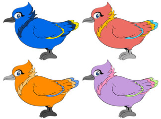 Colour birds