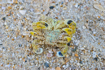 Crab turn over on the beach