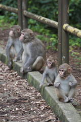 Baby Monkeys rested on roadside with parents in Hong Kong