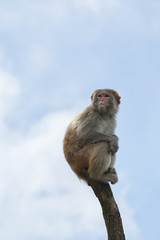 Macaque in a bare treetop. Shot in Hong Kong