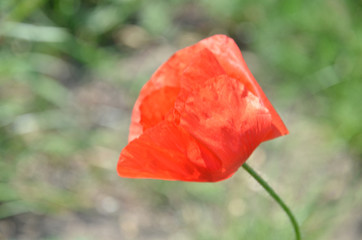 Red poppy in the meadow 2