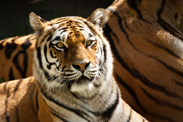 Sibirischer Tiger (Panthera tigris altaica)