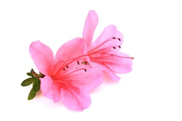 Fototapeta na wymiar Satsuki Kwiaty