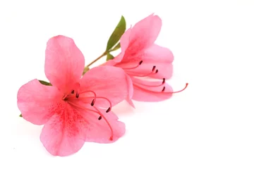 Tuinposter Satsuki-bloem © kyonnta