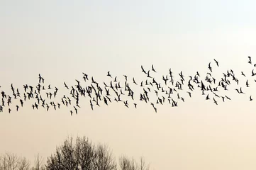Papier peint photo Oiseaux Volée d& 39 oiseaux en migration vers le sud  © Jože Potrebuješ
