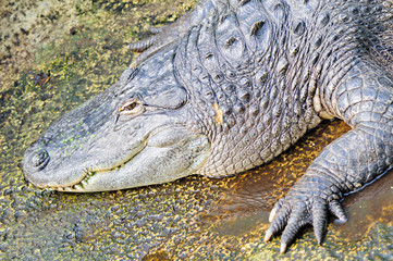 Obraz premium American alligator (Alligator mississippiensis)