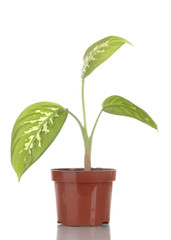 beautiful Dieffenbachia in flowerpot isolated on white