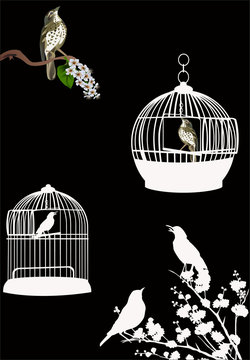 birdcages and birds isolated on black