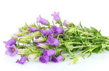 blue bell flowers isolated on white