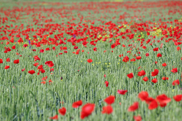 green wheat and poppy flowers
