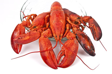 Cooked Lobster