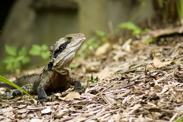 Wild Water Dragon, Sydney, Australia