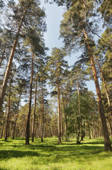 Beautiful summery pine forest