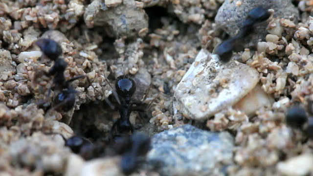 movement of ants close up