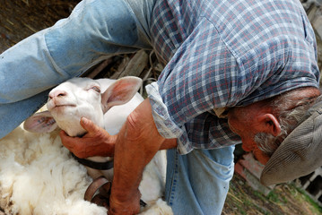 Sardegna, pastore taglia la lana di pecora