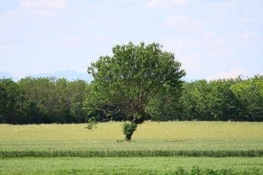 Mulberry  Tree