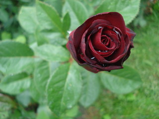 Dark red rose