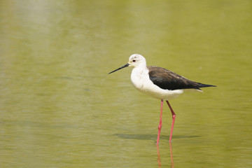 black-winged stilt, himantopus himantopus