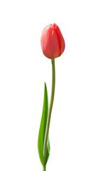 Beautiful red tulip on white background
